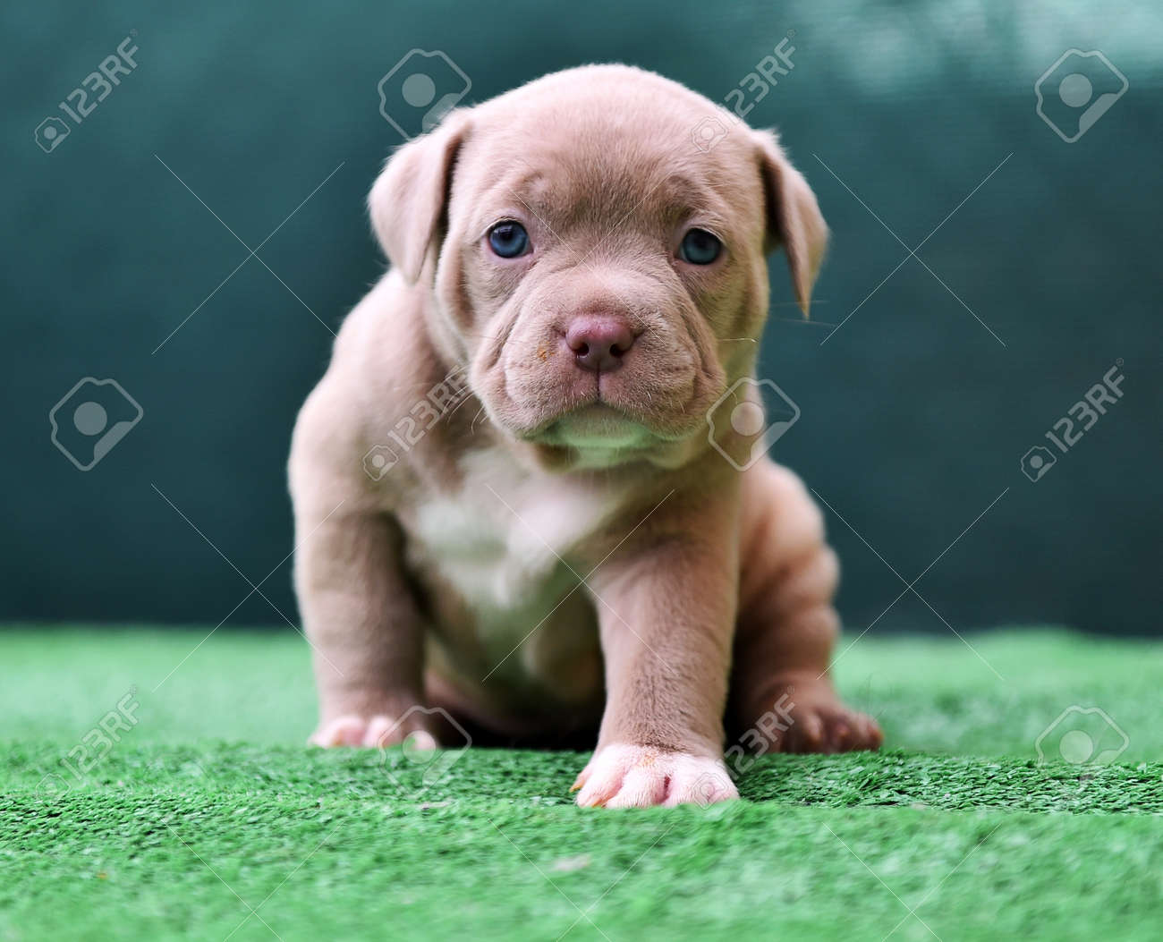 American Bulldog Purebred Bulldog Puppies English American Bulldog Mix  Puppies For Sale American Bulldog, image size:1300x1053