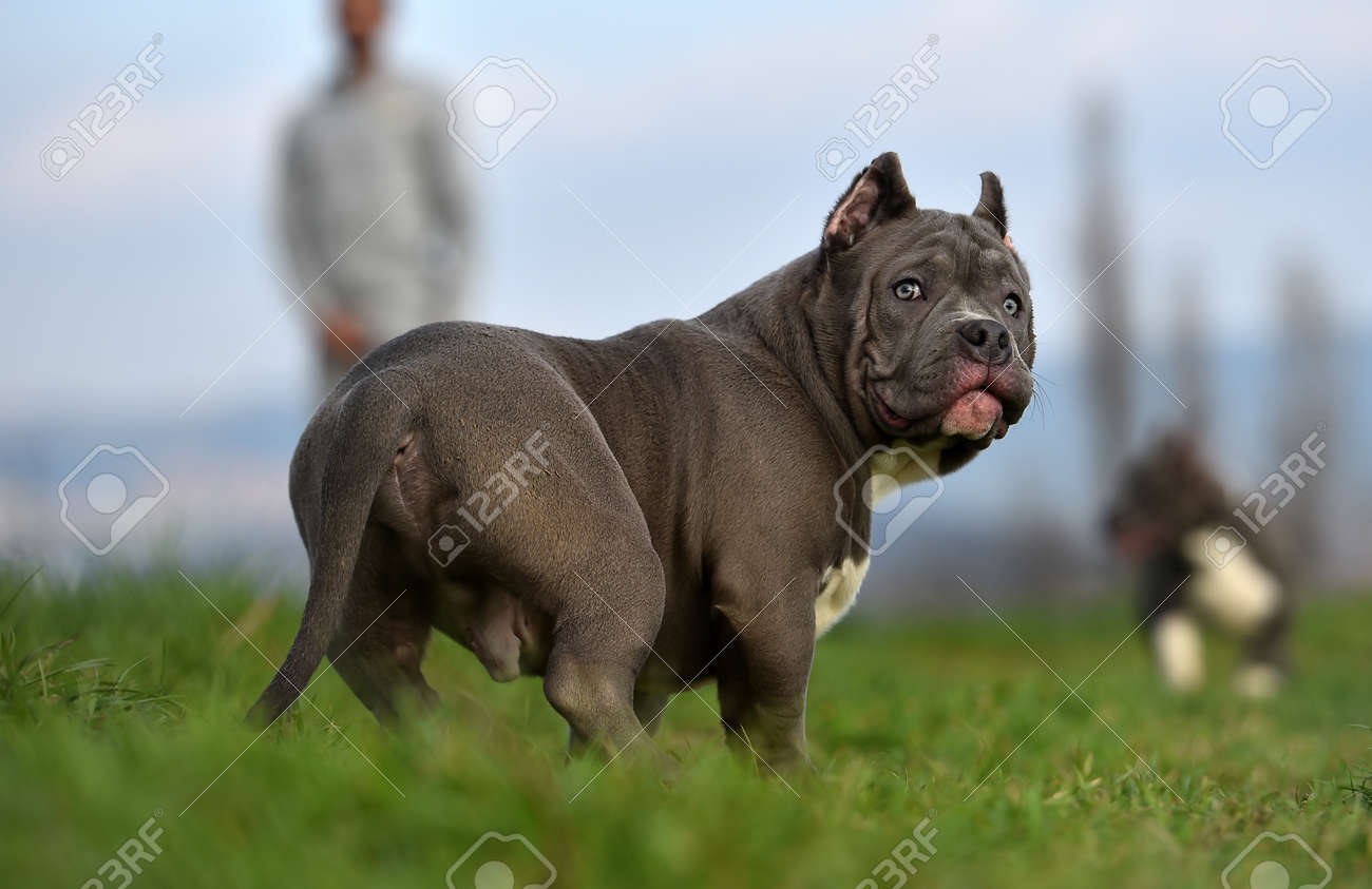 a bully dog
