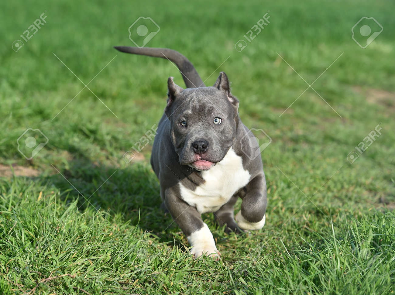 Purebred Canine American Bully Pet Dog Sitting On Grass Stock Photo - Download Image Now - iStock