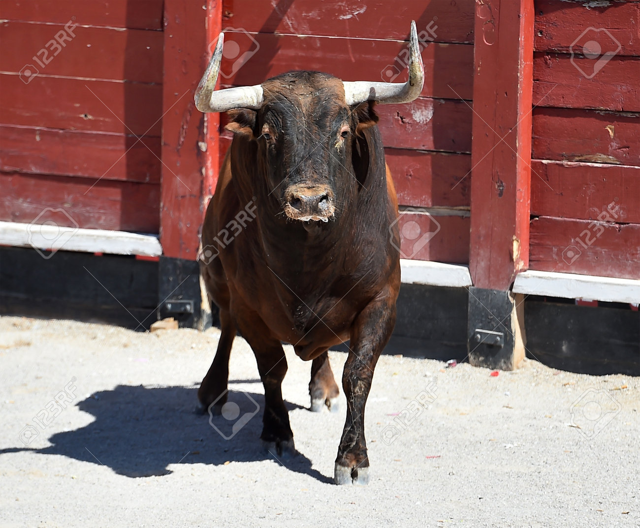 闘牛角 ユーフォルビア スコエンランディ 闘牛角【885