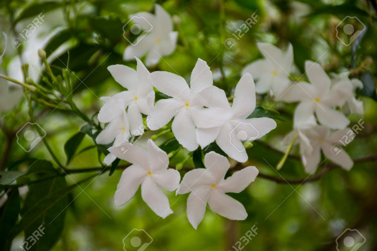 Macro Détail De Fleur Blanche Sur Un Arbre Tropical