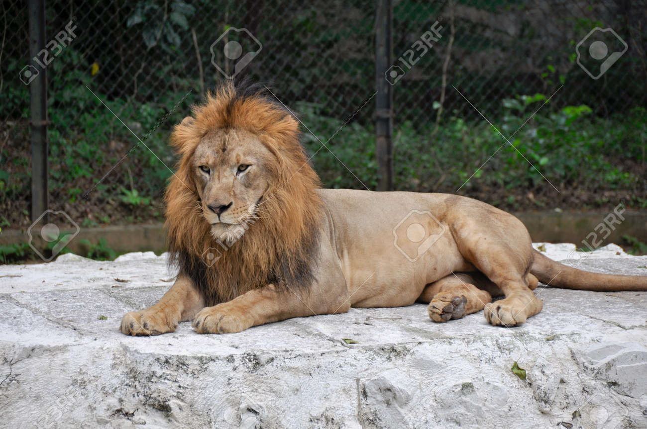 etiam-dictum-ipsum-a-felis