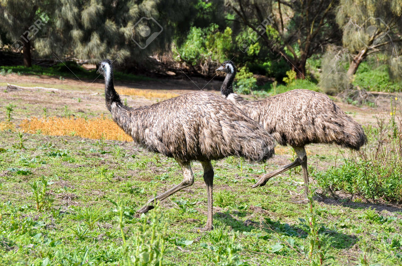 australian emus at tower hill wildlife reserve stock photo picture