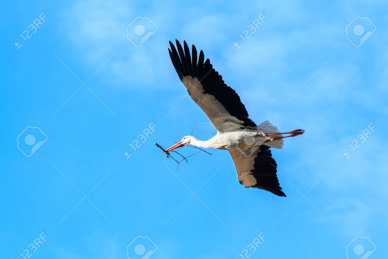 コウノトリ飛行中 くちばし ラ リオハ州 スペインのアルファロに支店を の写真素材 画像素材 Image