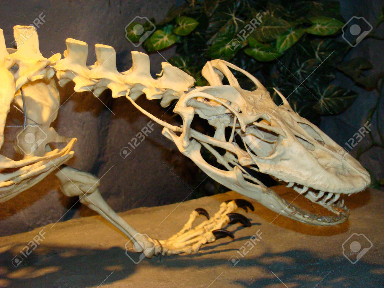 etiam-dictum-ipsum-a-felis