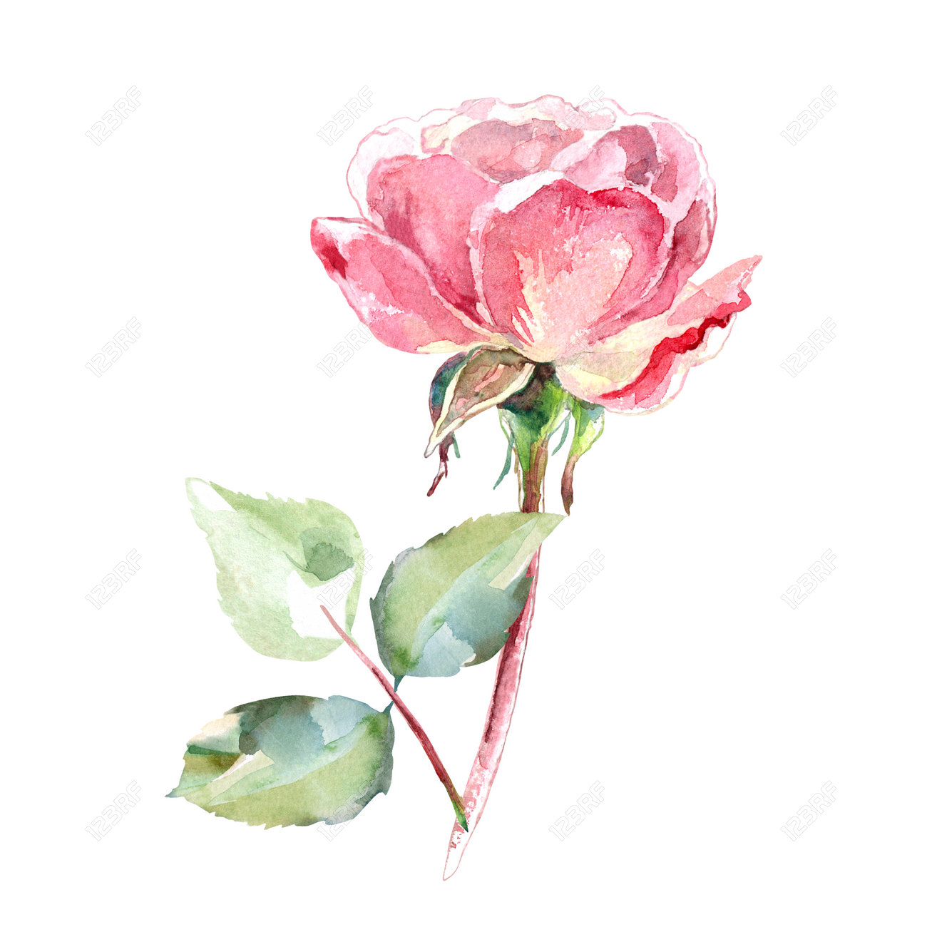 ピンクのバラの水彩画の手描きのコレクションの花のイラスト白い背景に