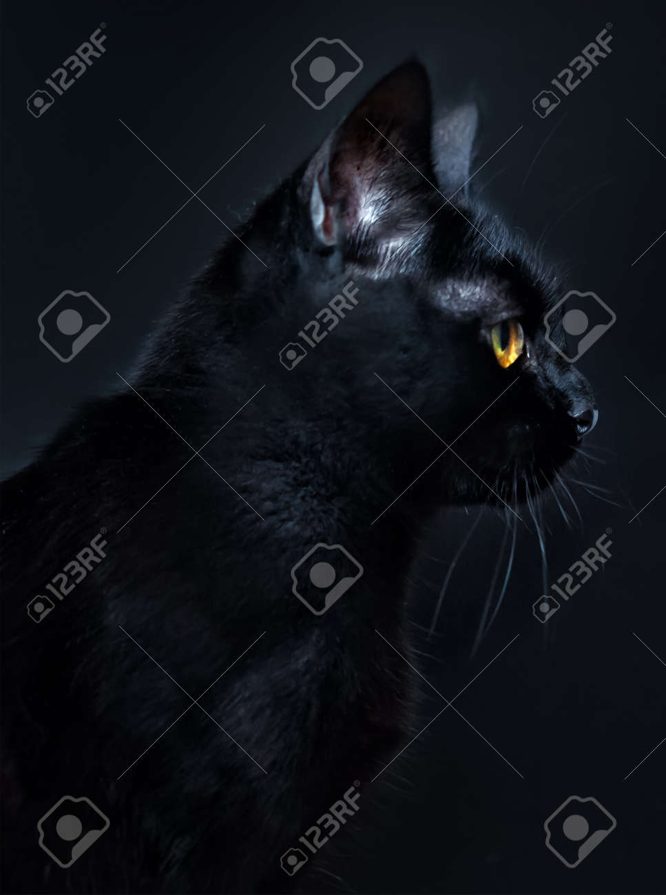 Black Cat Yellow Eyes Hd Wallpaper