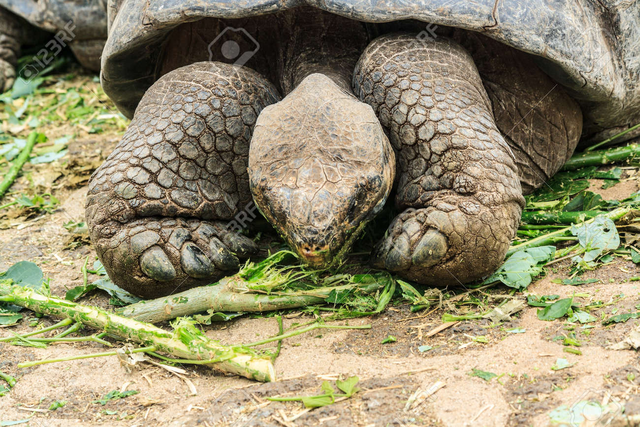 ガラパゴス諸島で葉のいくつかを食べるロンサムジョージ の写真素材 画像素材 Image