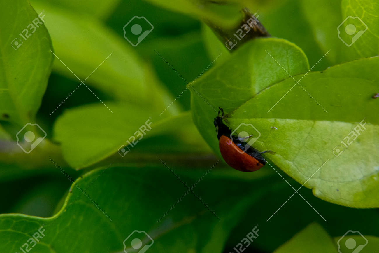 いくつかの葉の周りを歩いて小さな茶色のてんとう虫 の写真素材 画像素材 Image
