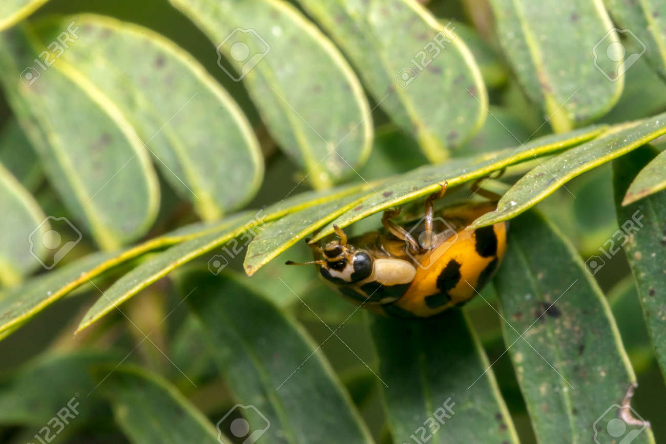 植物の黒い点は 小さな茶色のてんとう虫の葉します の写真素材 画像素材 Image 植物の黒い点は 小さな茶色のてんとう虫の葉します の写真素材 画像素材 Image