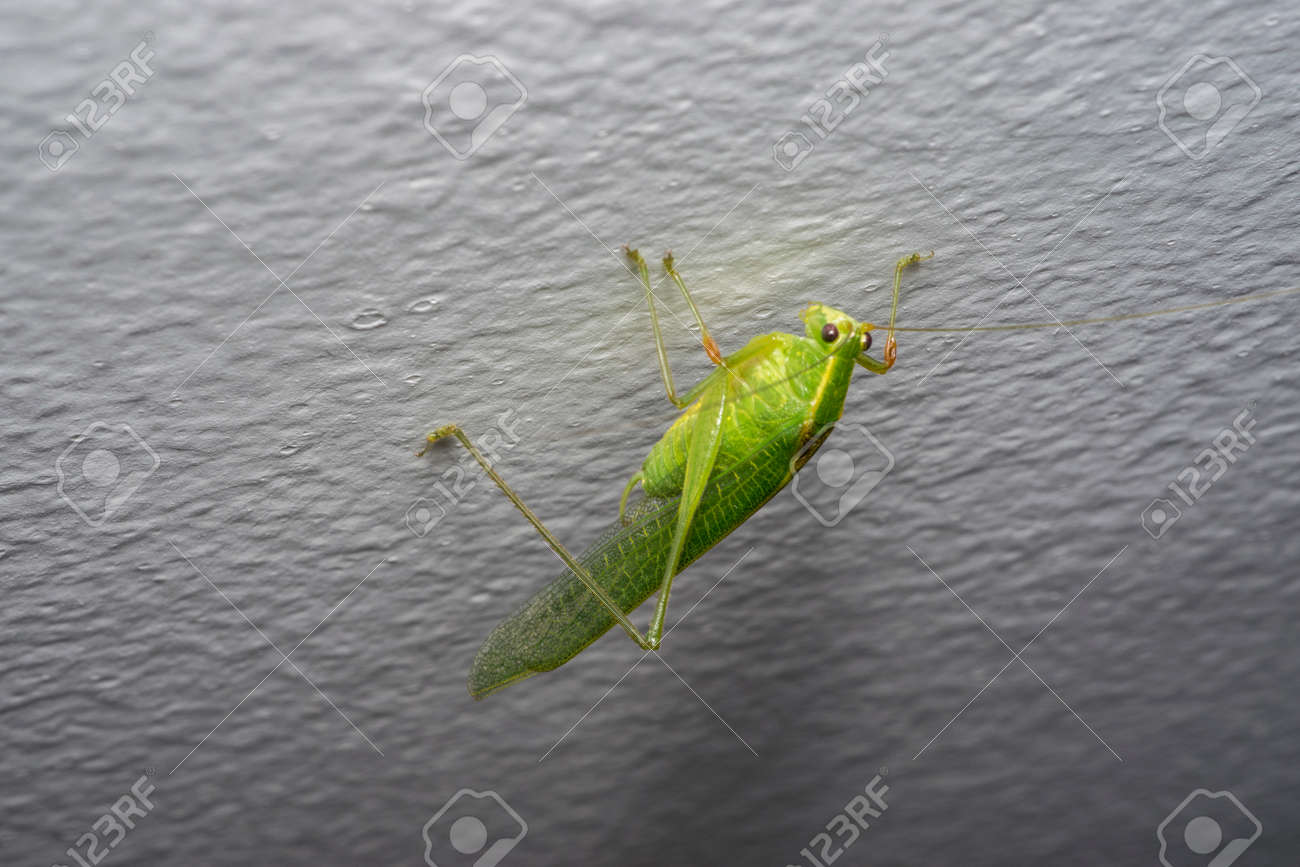 Big Green Grasshopper Cricket On A House Wall Stock Photo Picture And Royalty Free Image Image 80237570