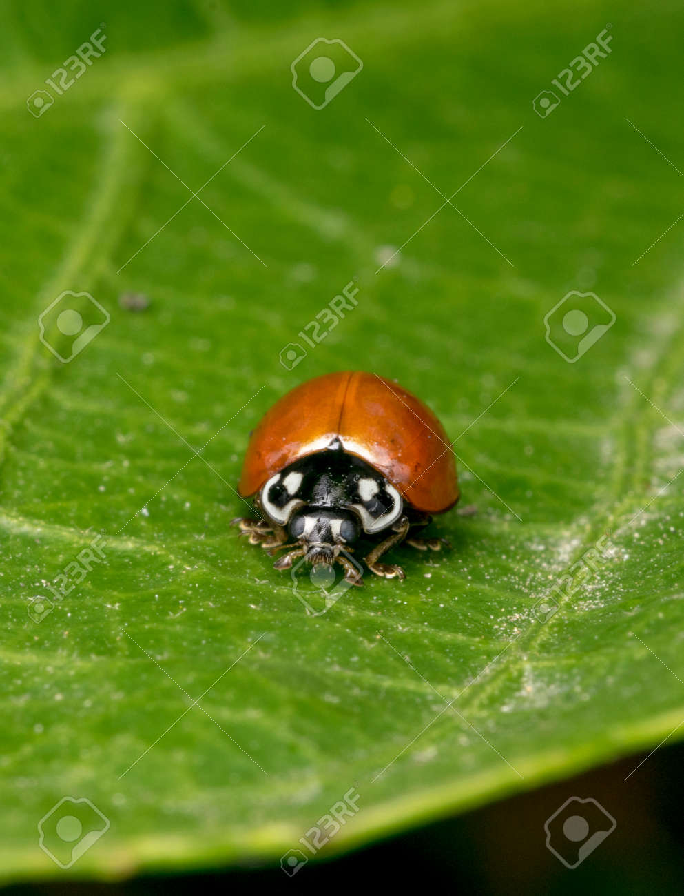 植物の枝の上を歩く孤独な黒いてんとう虫 の写真素材 画像素材 Image