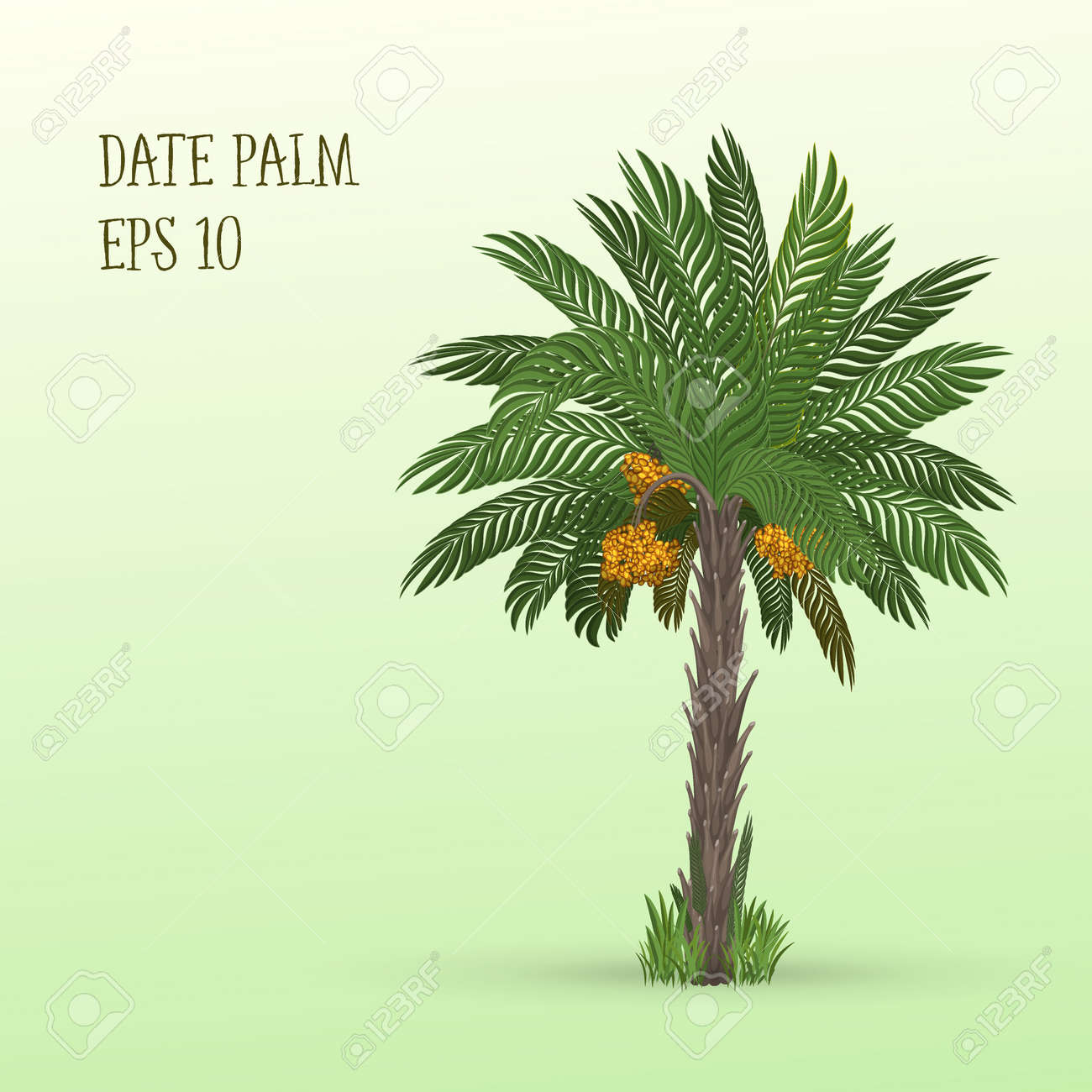 Birth control pills available in the philippines Dates fruit tree vector