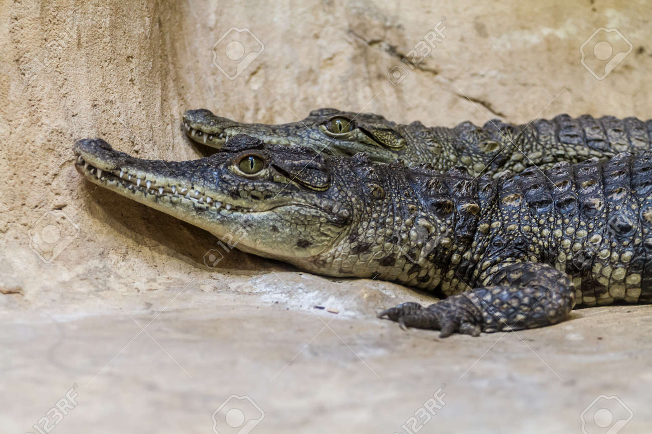 エルサレム イスラエル 1 月 23 日 17 年 1 月 23 日のエルサレム イスラエル共和国の聖書動物園動物小屋で若いナイルワニ の写真素材 画像素材 Image