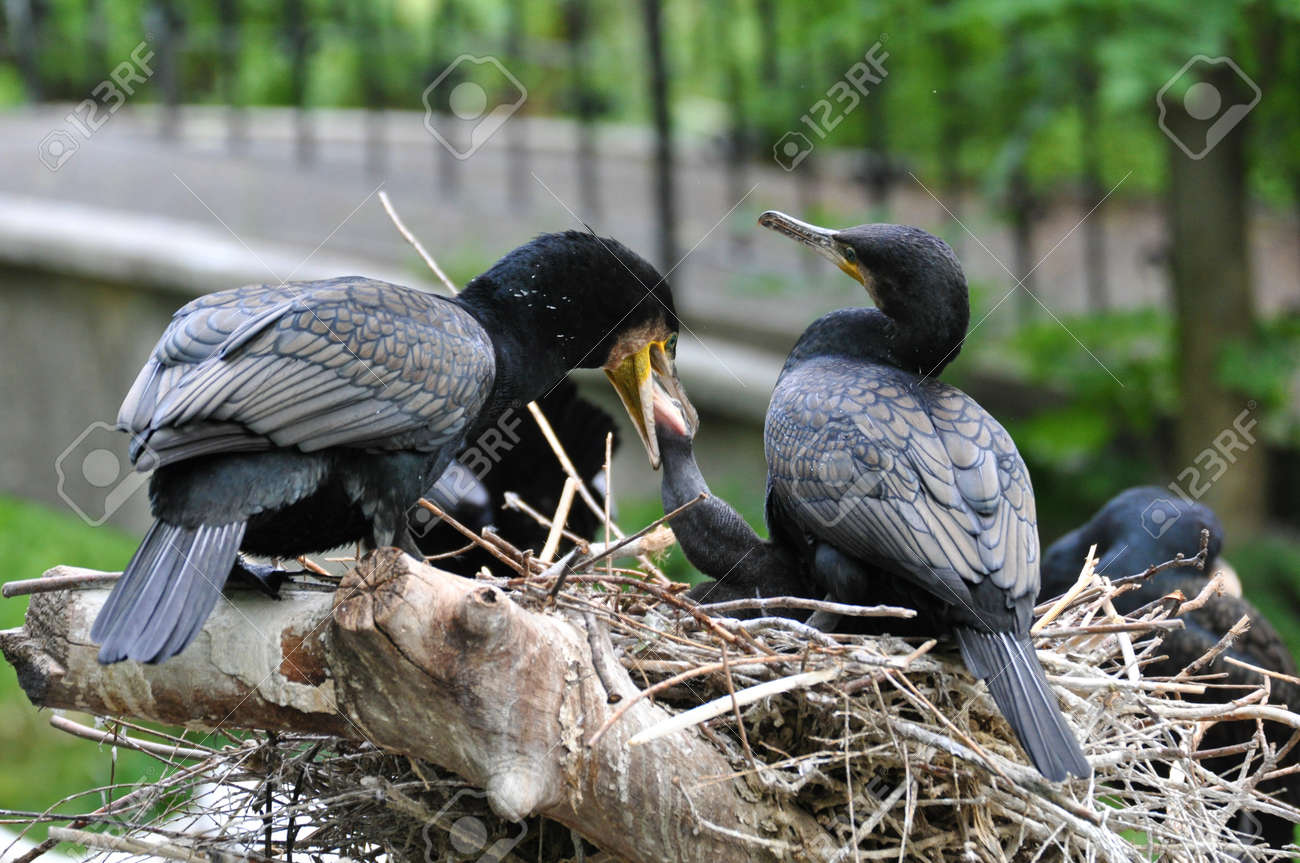 etiam-dictum-ipsum-a-felis