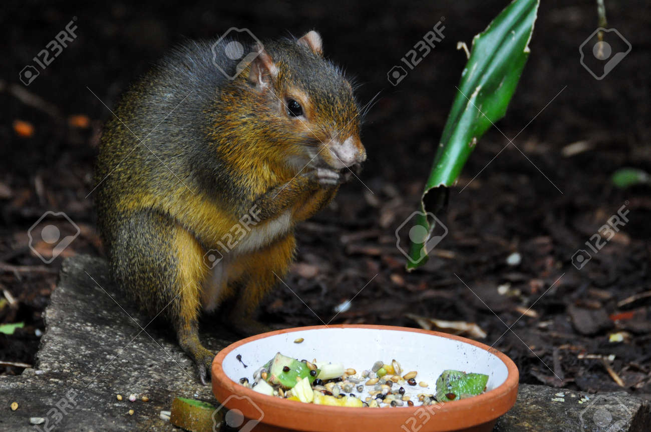 etiam-dictum-ipsum-a-felis