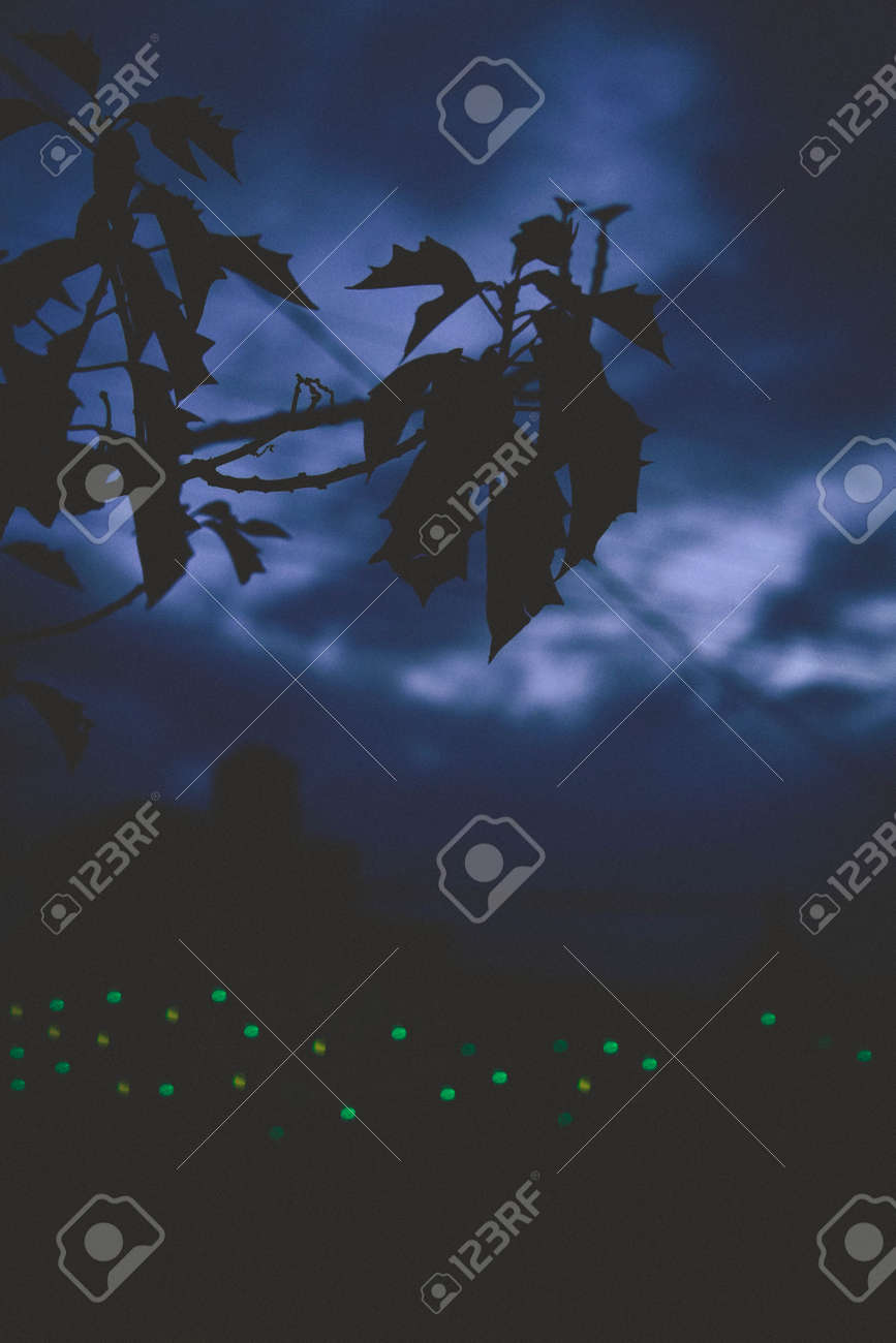 etiam-dictum-ipsum-a-felis