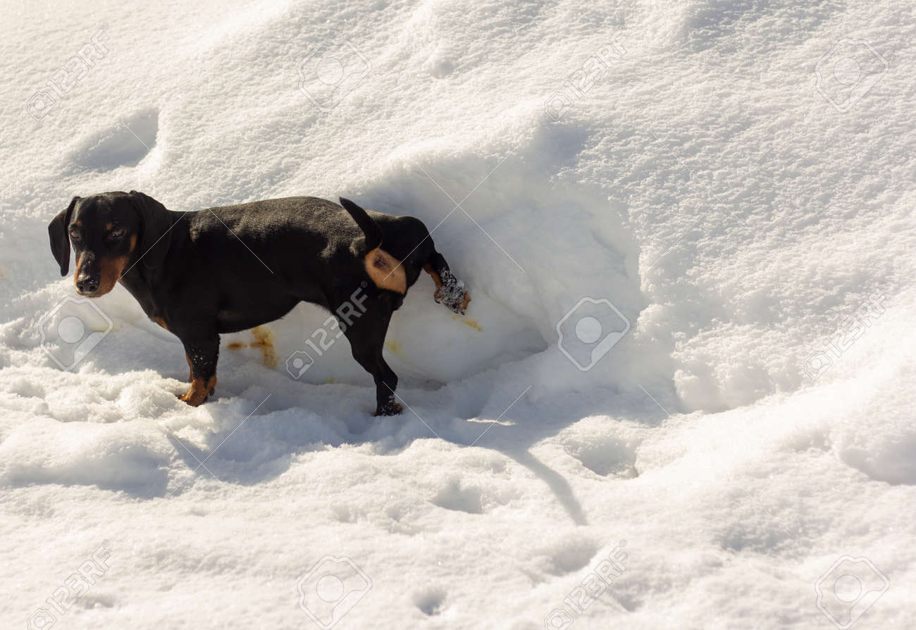 おしっこ ローアングル 小さなダックスフント犬が歩きながら雪の上をおしっこするの写真素材・画像素材 Image 165631536