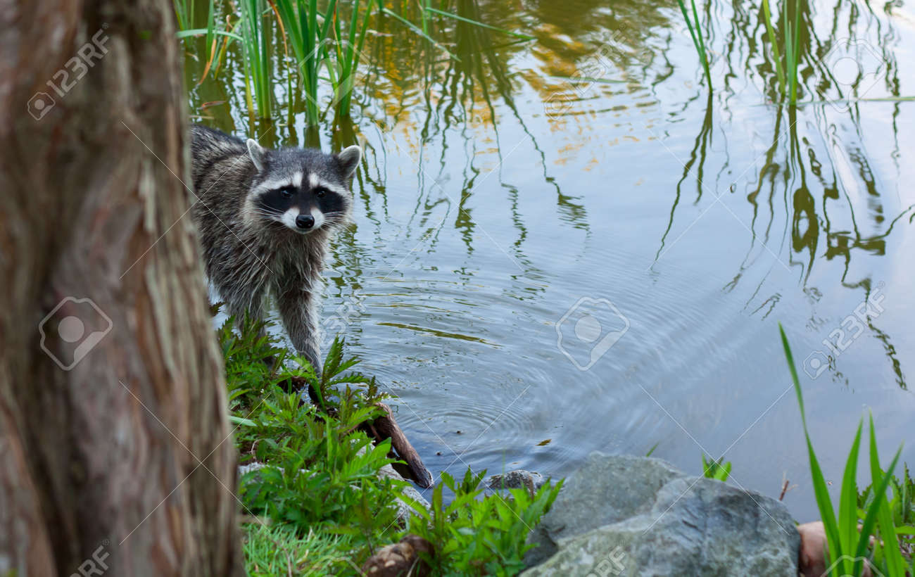 Racoon in the brush on the lake - 14798817 Racoon in the brush on the lake - 14798817