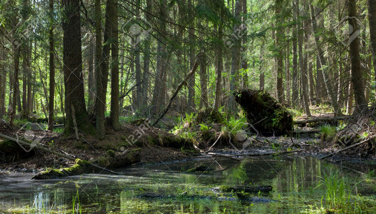 春アルダー湿原スタンドの淀んだ水 の写真素材 画像素材 Image