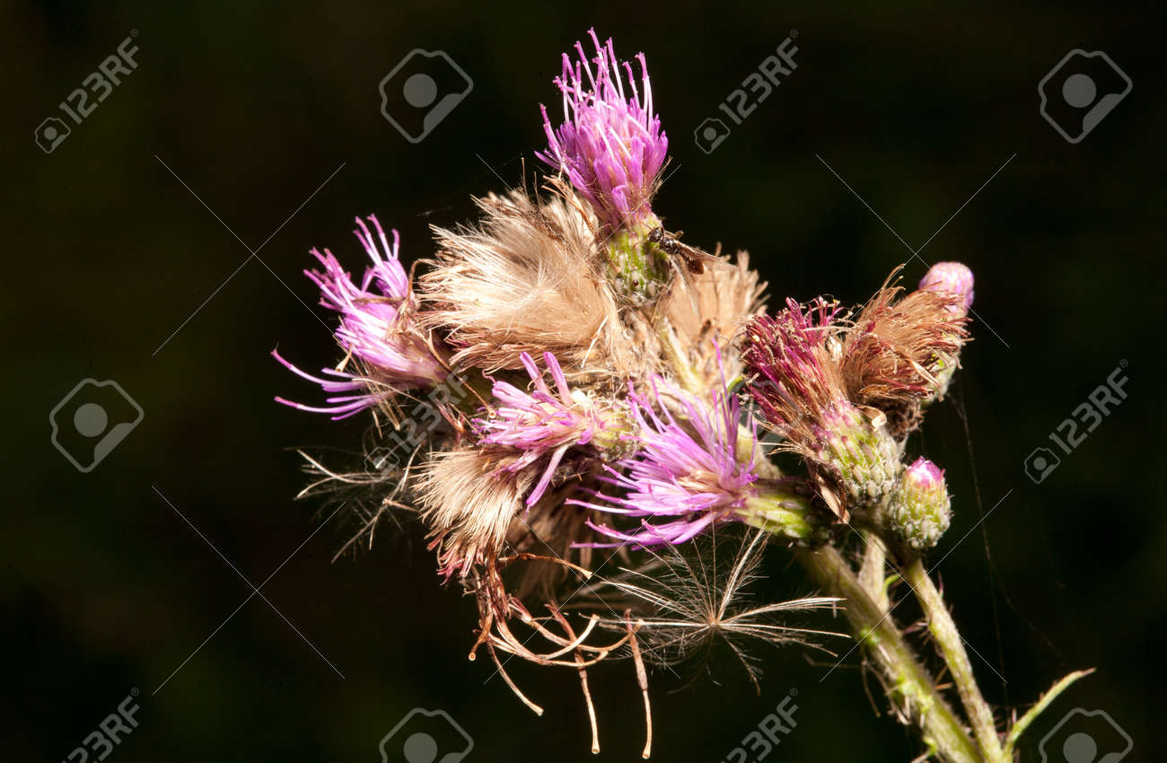 アザミの種開花植物を暗い背景に対して閉じる の写真素材 画像素材 Image
