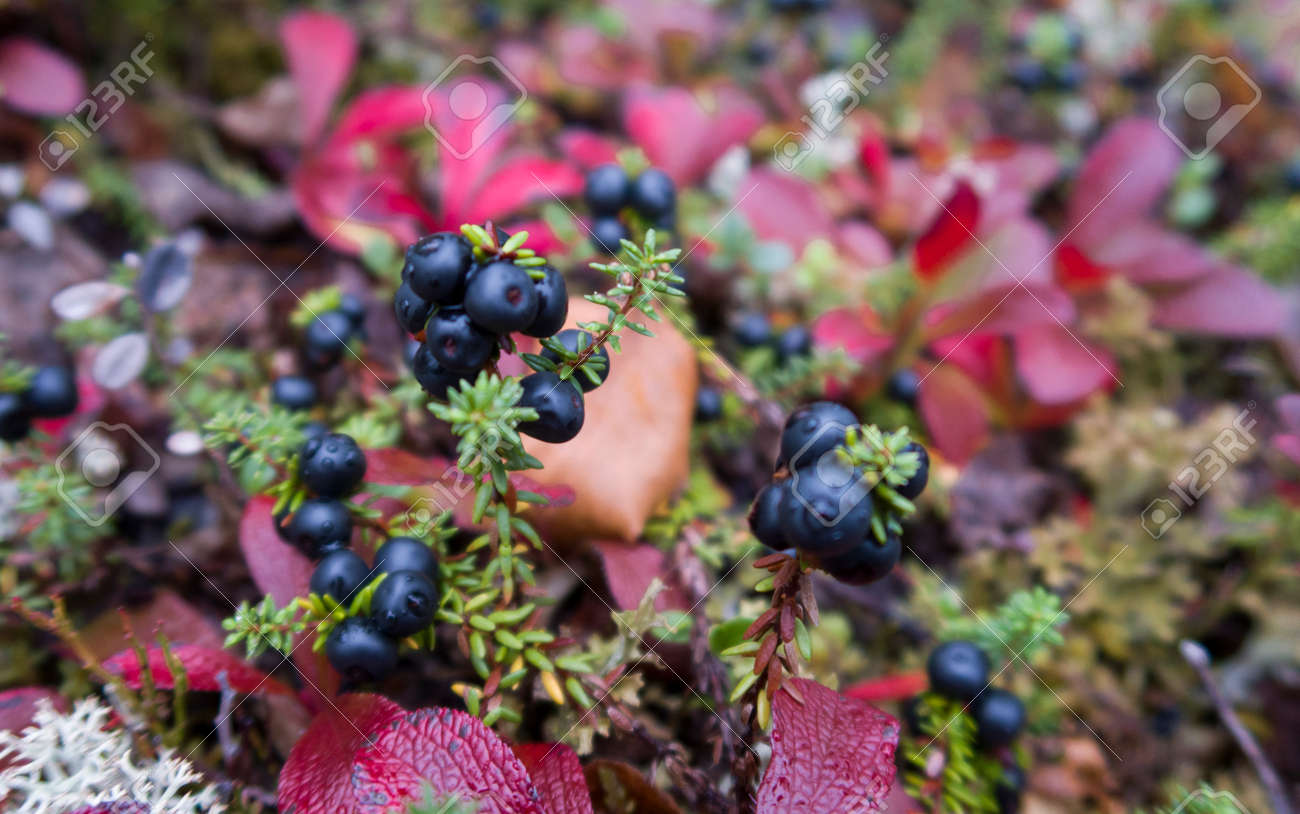 taiga plants floral background colorful leaves stock photo picture