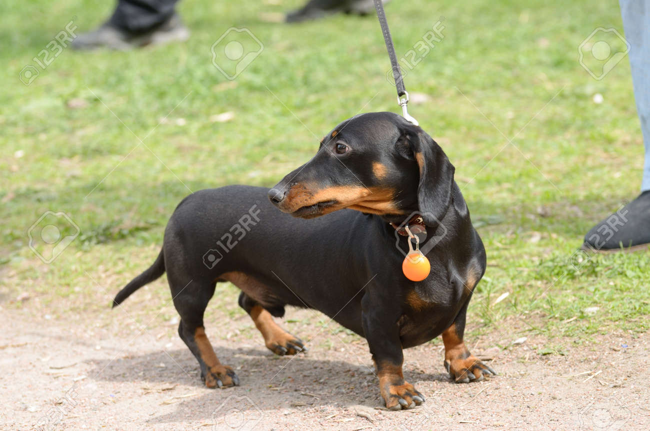 ダックスフントは 狩猟犬です 犬のこの品種は非常に人気があります の写真素材 画像素材 Image