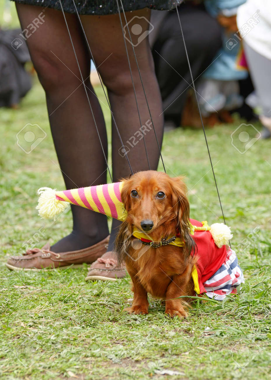 ダックスフントは 狩猟犬です 犬のこの品種は非常に人気があります の写真素材 画像素材 Image