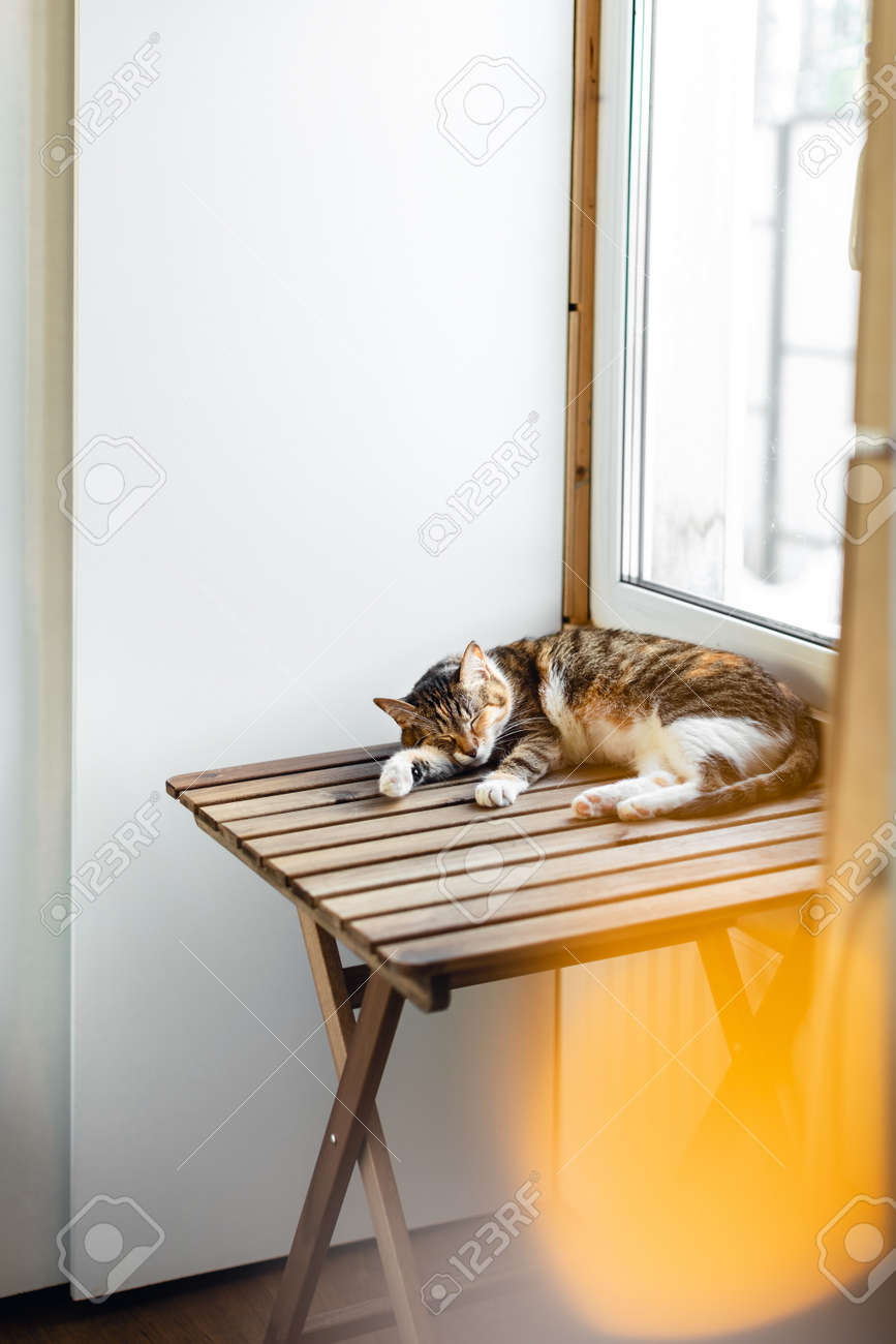 etiam-dictum-ipsum-a-felis