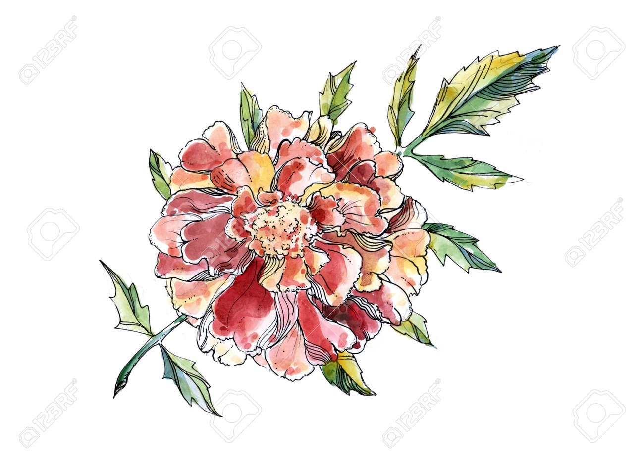 花と白い背景の葉で花飾りの手描き水彩イラスト マリーゴールドの花 の写真素材 画像素材 Image 花と白い背景の葉で花飾りの手描き水彩イラスト マリーゴールドの花 の写真素材 画像素材 Image