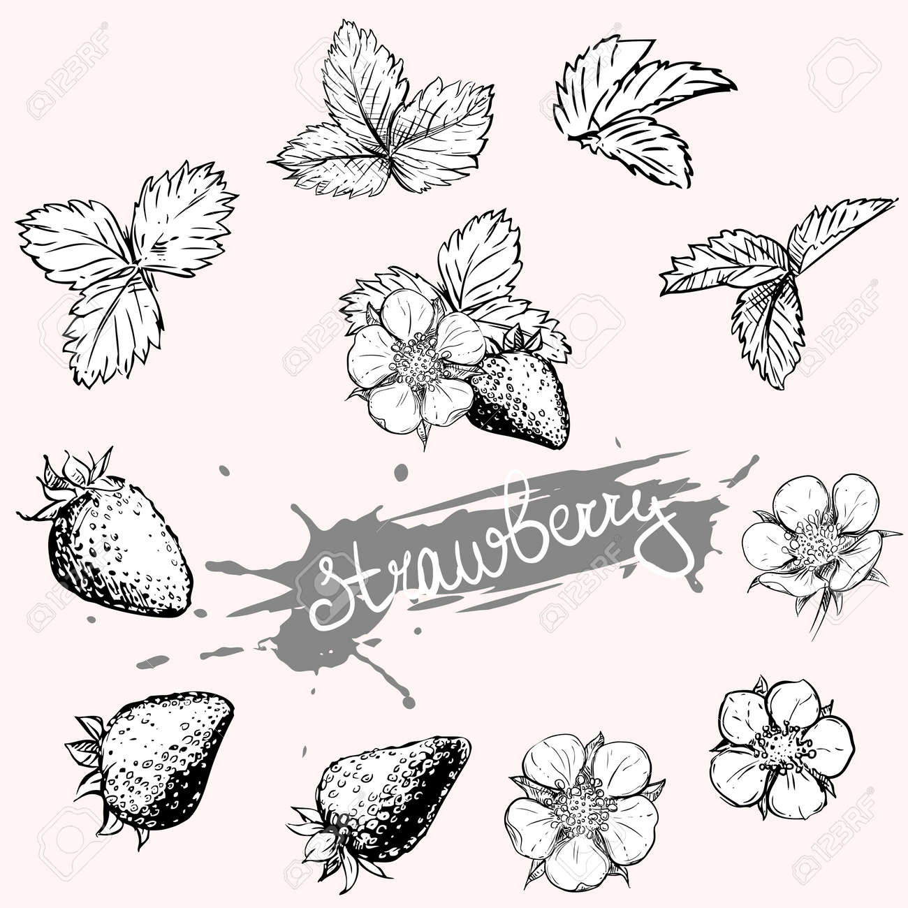 Hand Drawn Vector Illustration Set Of Monochrome Strawberry Royalty Free Cliparts Vectors And Stock Illustration Image