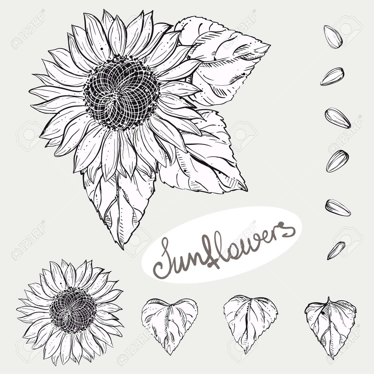 Hand Drawn Vector Illustration Set Of Monochrome Sunflower, Grain, Seed.  Sketch. Stock Photo, Picture and Royalty Free Image. Image 80788982., image size:1300x1300