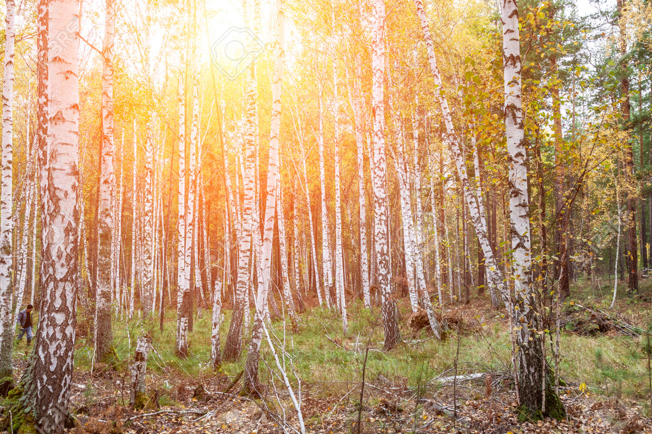 Birch forest with white trunks and yellow leaves before falling leaves in autumn. scenic landscape for wallpaper or background - 168997414 Birch forest with white trunks and yellow leaves before falling leaves in autumn. scenic landscape for wallpaper or background - 168997414