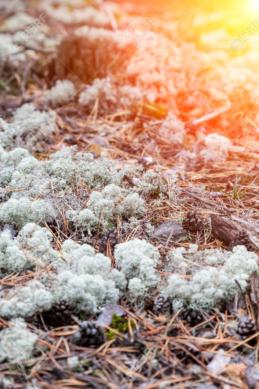 close-up on blue moss on the ground in the forest among the grass and and trees. Natural decorative materials for interior design. - 169051328 close-up on blue moss on the ground in the forest among the grass and and trees. Natural decorative materials for interior design. - 169051328