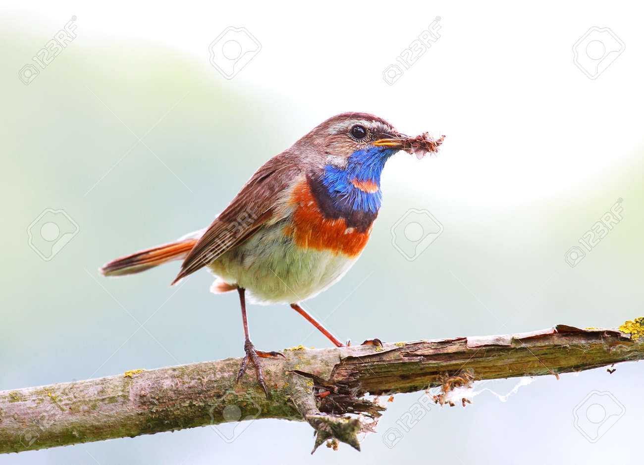 etiam-dictum-ipsum-a-felis