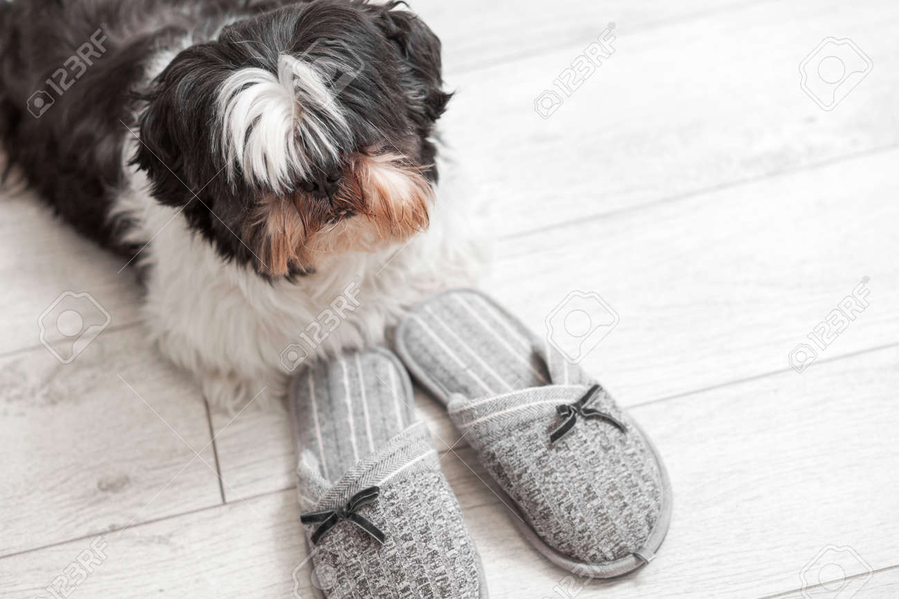 havanese slippers