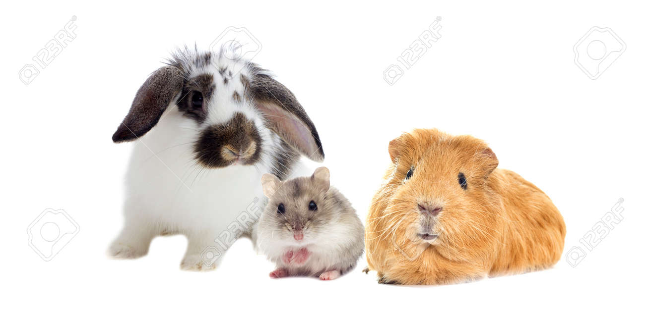 rabbit and the hamster and guinea pig looks - 60190199 rabbit and the hamster and guinea pig looks - 60190199