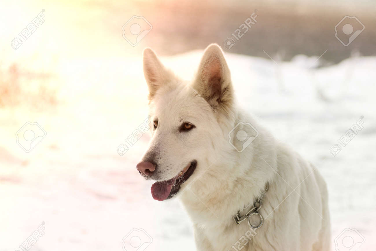 Economie Pour Notre Futur Berger Blanc Suisse Chiens