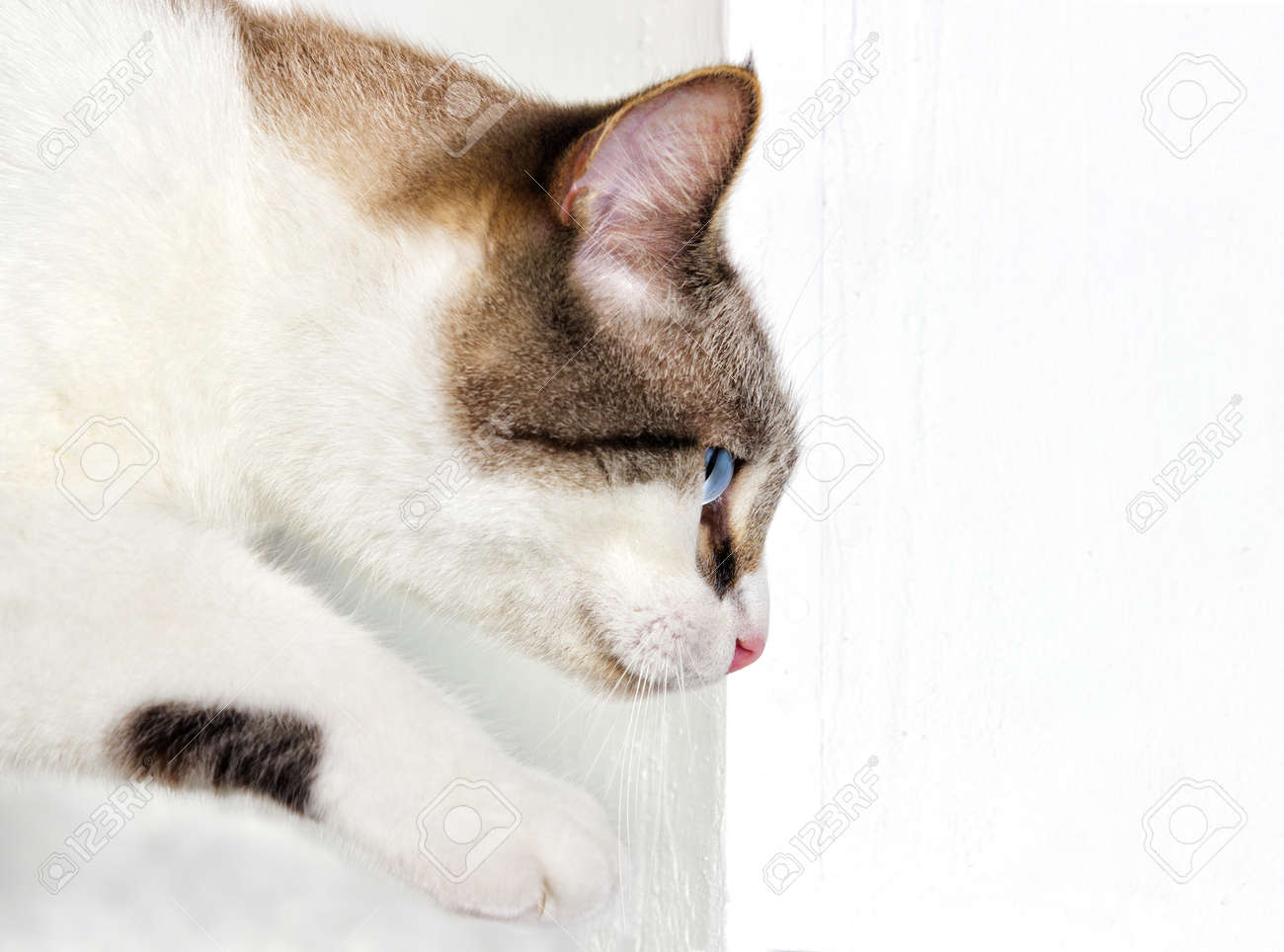 etiam-dictum-ipsum-a-felis