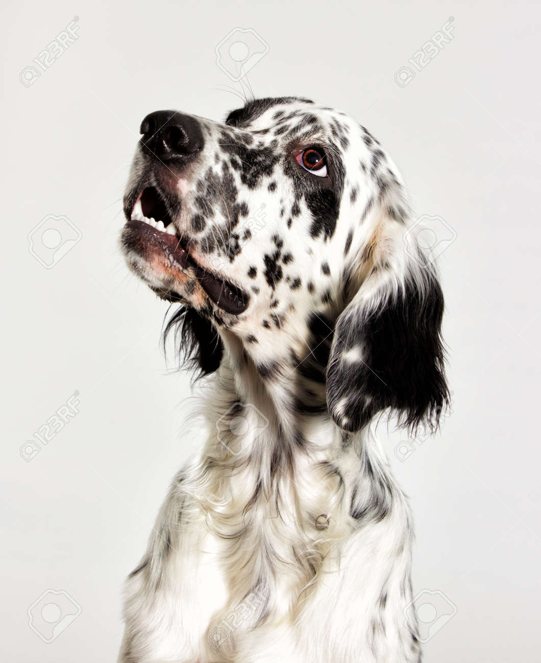見上げる犬の肖像 の写真素材 画像素材 Image