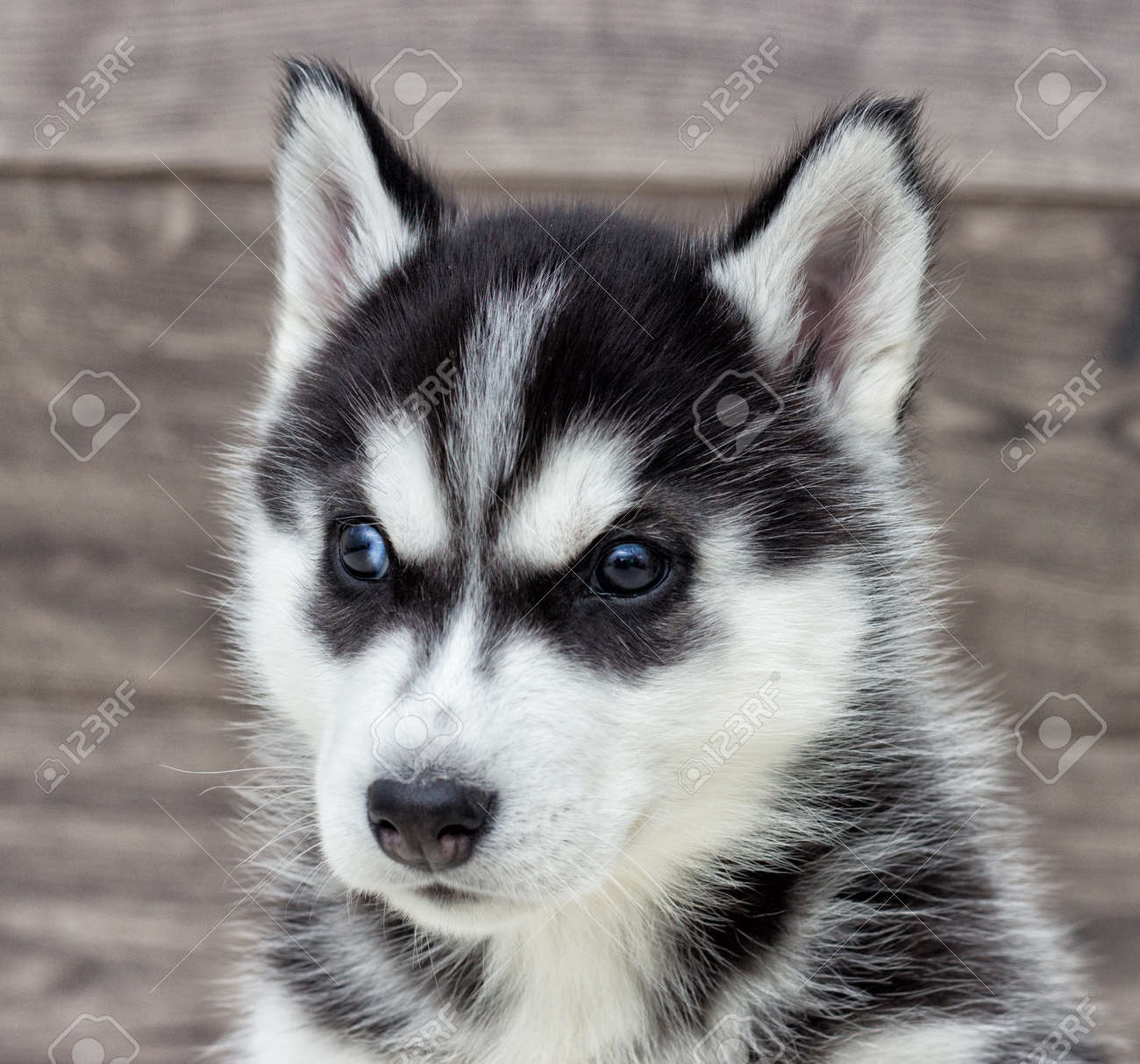 木製の背景を見るシベリアン ハスキー子犬の肖像画 の写真素材 画像素材 Image 木製の背景を見るシベリアン ハスキー子犬の肖像画 の写真素材 画像素材 Image