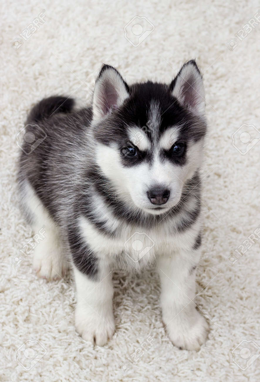 husky fluffy puppy