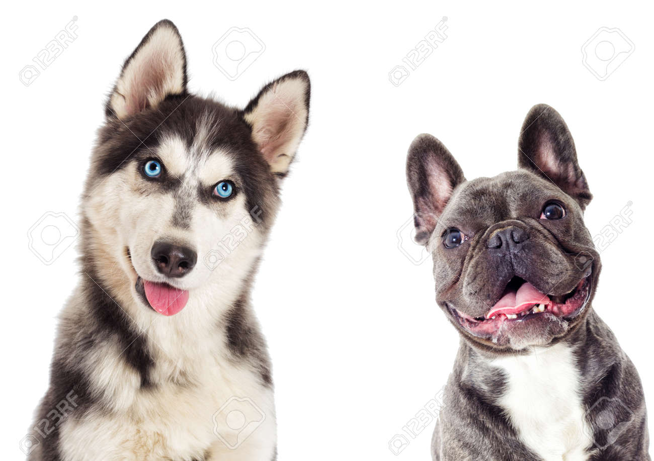 french bulldog husky