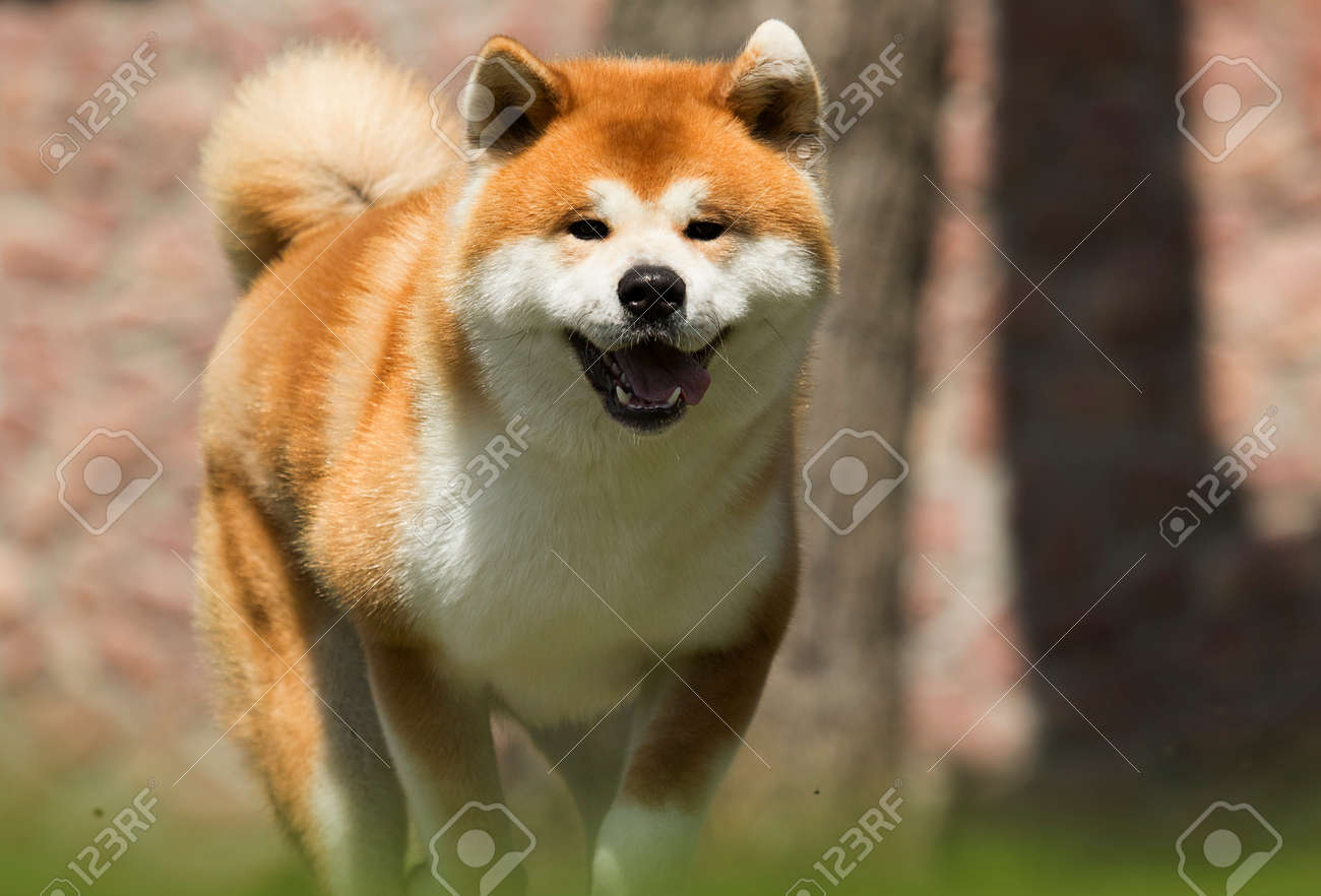Japanese Akita Inu Dog For A Walk