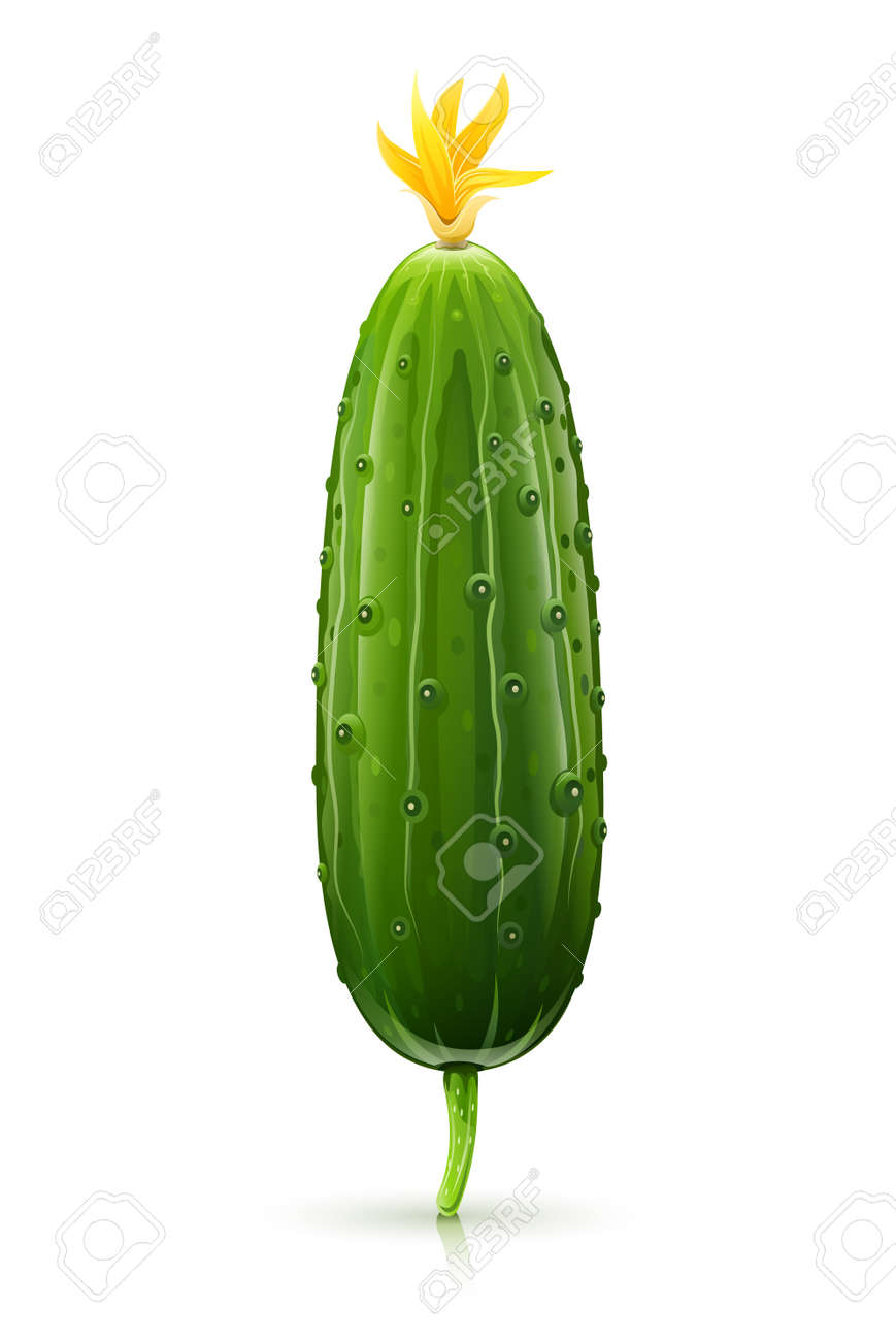 cucumber green ripe vector illustration isolated on white background EPS10. Transparent objects used for shadows and lights drawing - 12345154 cucumber green ripe vector illustration isolated on white background EPS10. Transparent objects used for shadows and lights drawing - 12345154