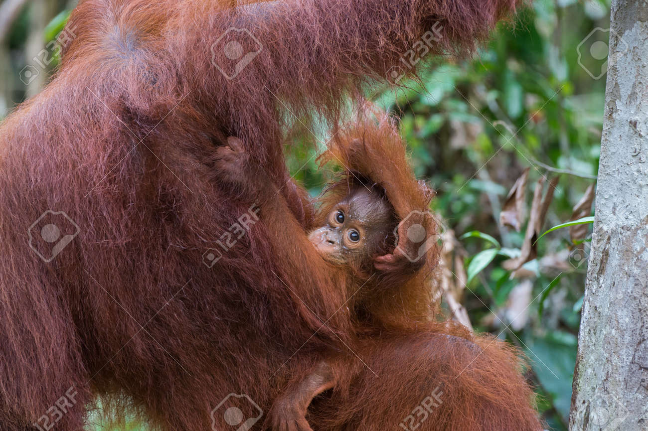 インドネシア ボルネオ島 のジャングルで彼の母の肩下からピークします子オランウータン の写真素材 画像素材 Image