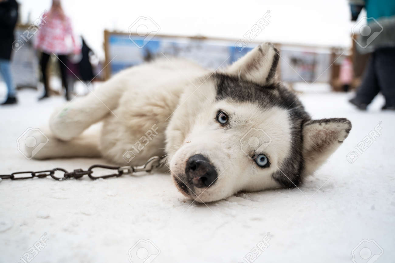 Husky Puppy Cute Adorable Baby Dog Face Waiting In The Dog House With Grass For Playing And Eating In The Animal Pet Field Stock Photo Picture And Royalty Free Image Image Husky Puppy Cute Adorable Baby Dog Face Waiting In The Dog House With Grass For Playing And Eating In The Animal Pet Field Stock Photo Picture And Royalty Free Image Image