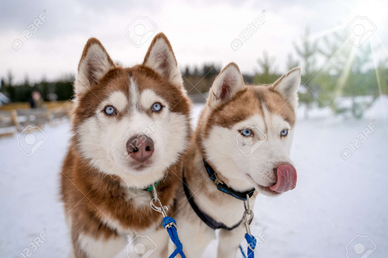 husky muzzle