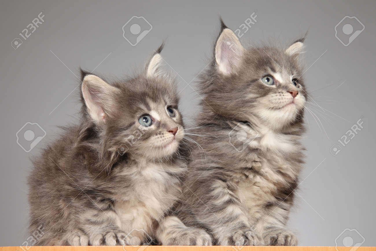 可愛いメインクーンの子猫 灰色の背景にスタジオ写真 の写真素材 画像素材 Image