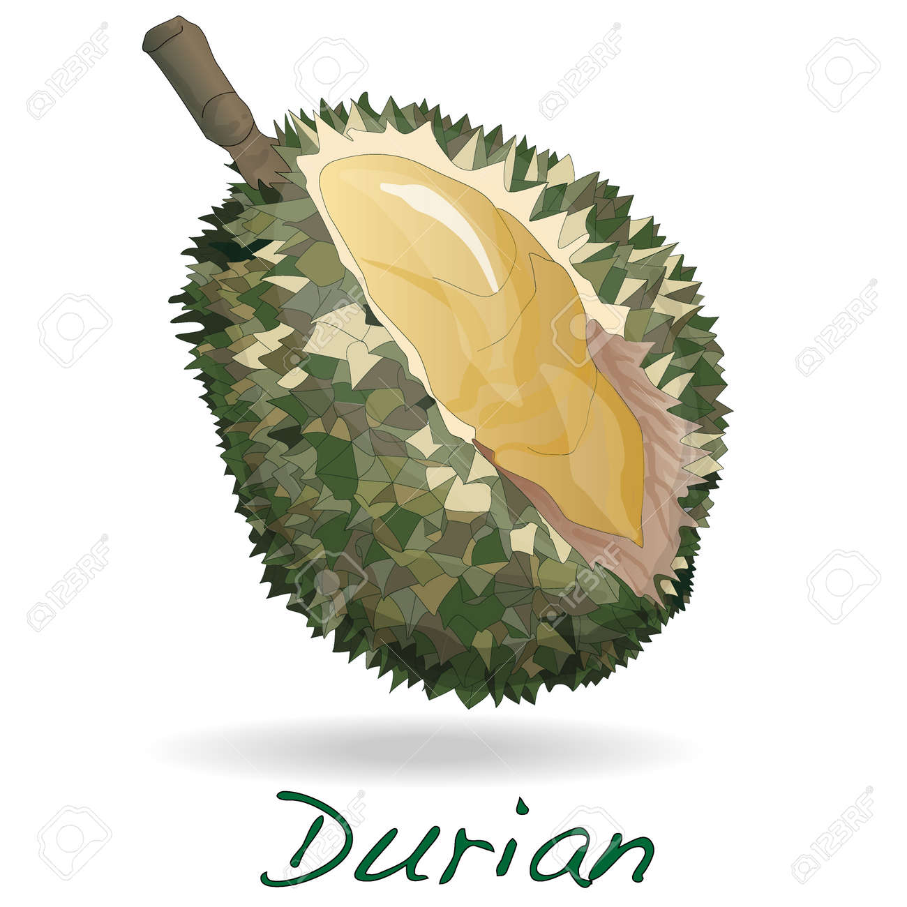 ドリアンは 白い背景で隔離 ベクトル のイラスト素材 ベクタ Image